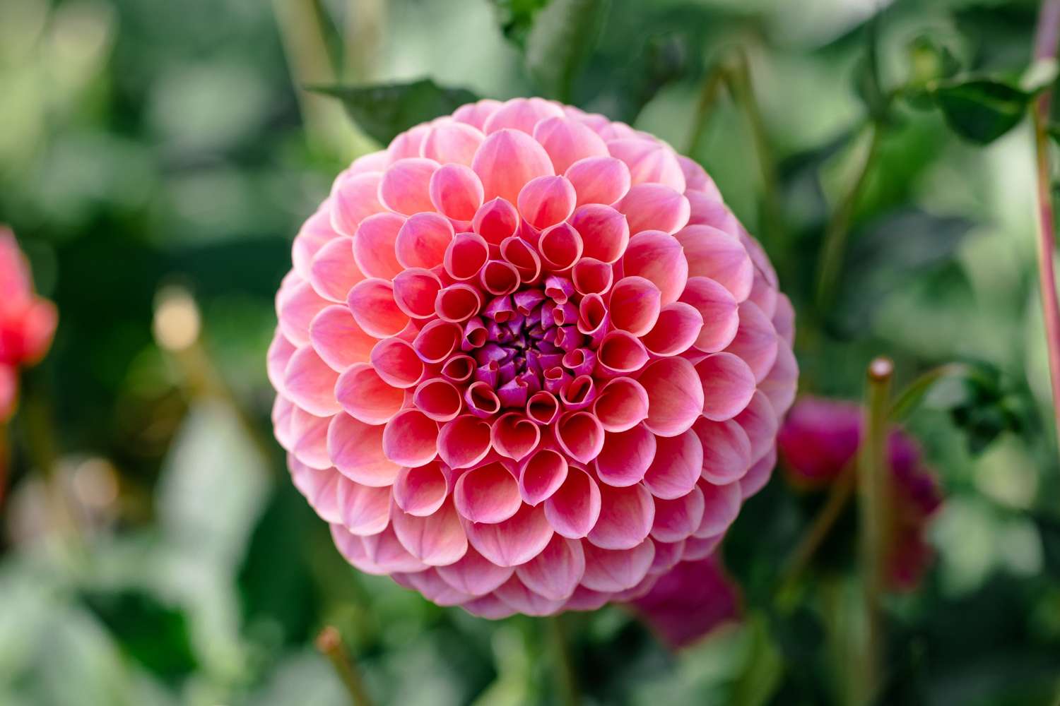 Daalia 'Jowey Winnie'